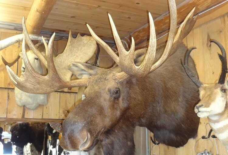 Shop Taxidermy Animals for Sale: Unmatched Realism and Craftsmanship