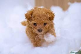Teacup Puppies for Sale: Prices, Breeds, and Availability